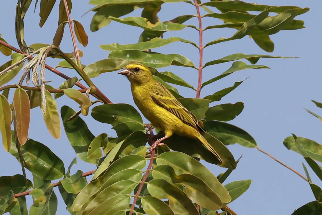非洲丝雀(Crithagra citrinelloides)