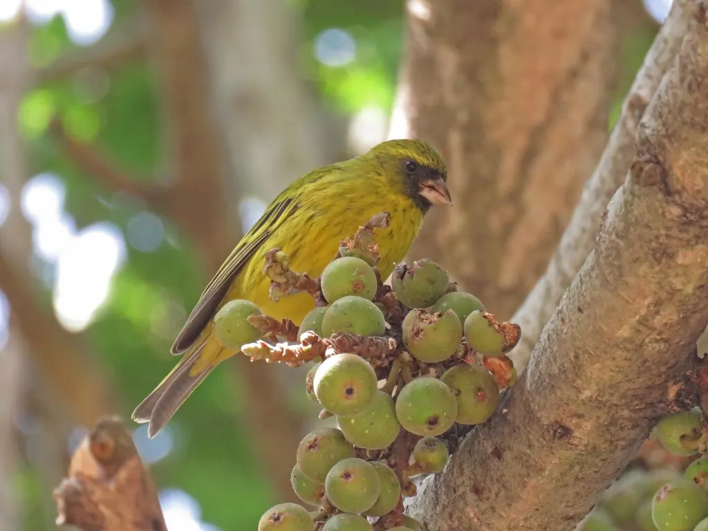 非洲丝雀(Crithagra citrinelloides)