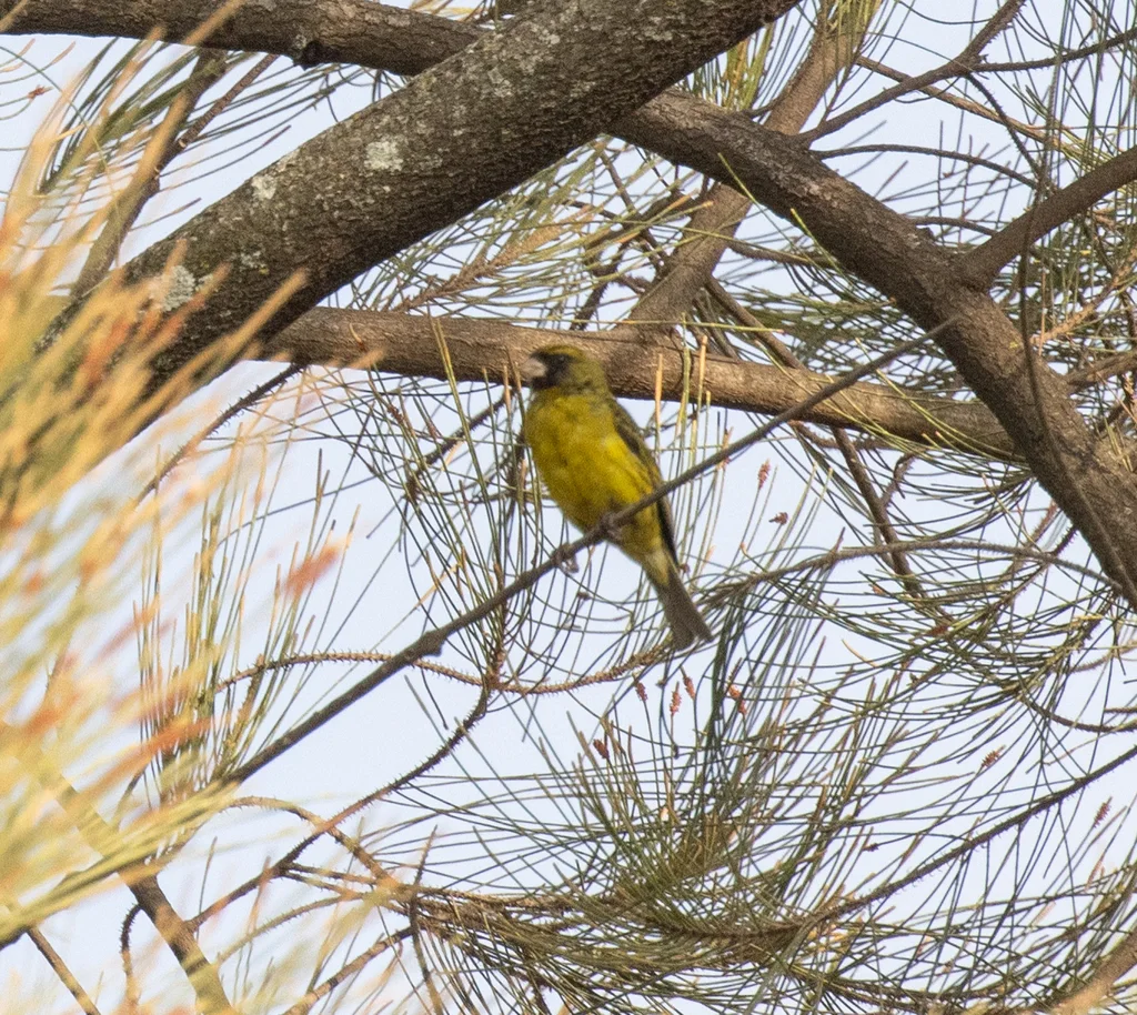 非洲丝雀(Crithagra citrinelloides)