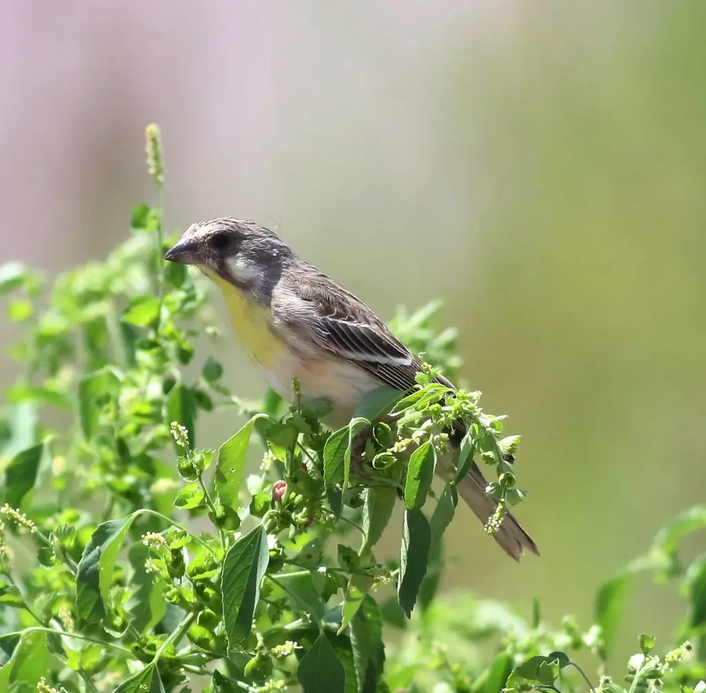黄胸丝雀（Crithagra citrinipectus）