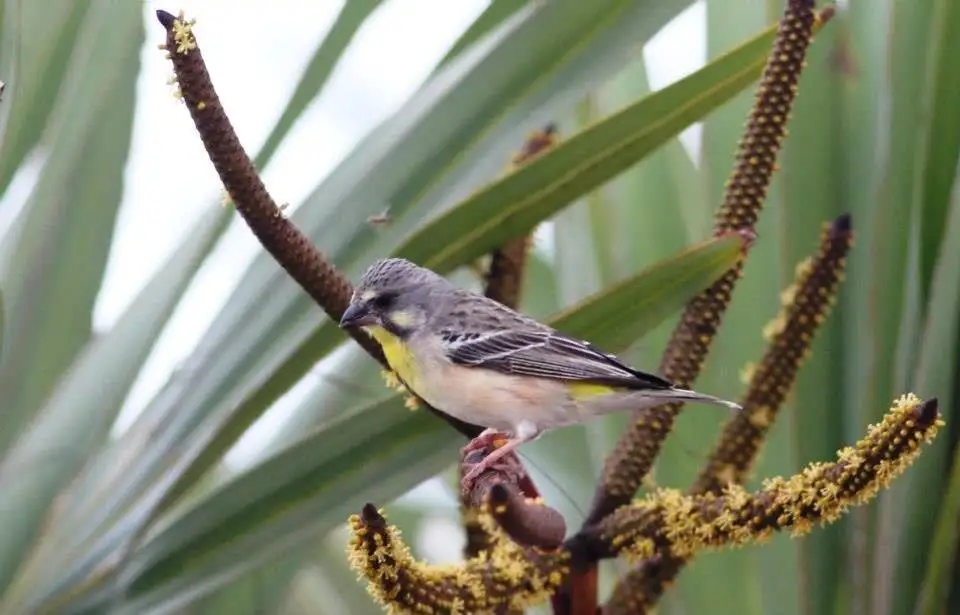 黄胸丝雀（Crithagra citrinipectus）