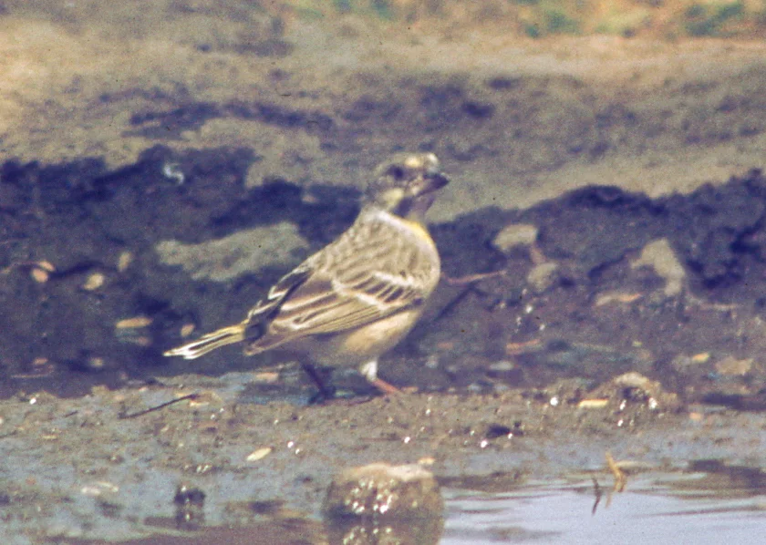 黄胸丝雀（Crithagra citrinipectus）