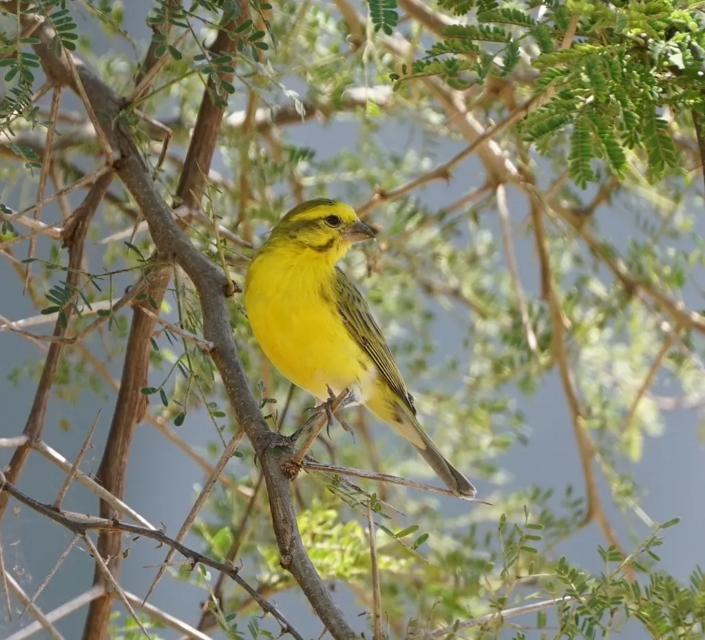 白腹丝雀(Crithagra dorsostriata)