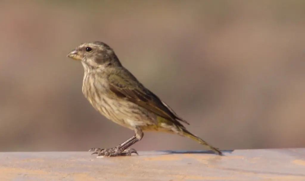 黄丝雀(Crithagra flaviventris)