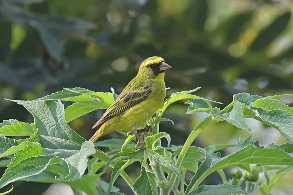 西部丝雀(Crithagra frontalis)