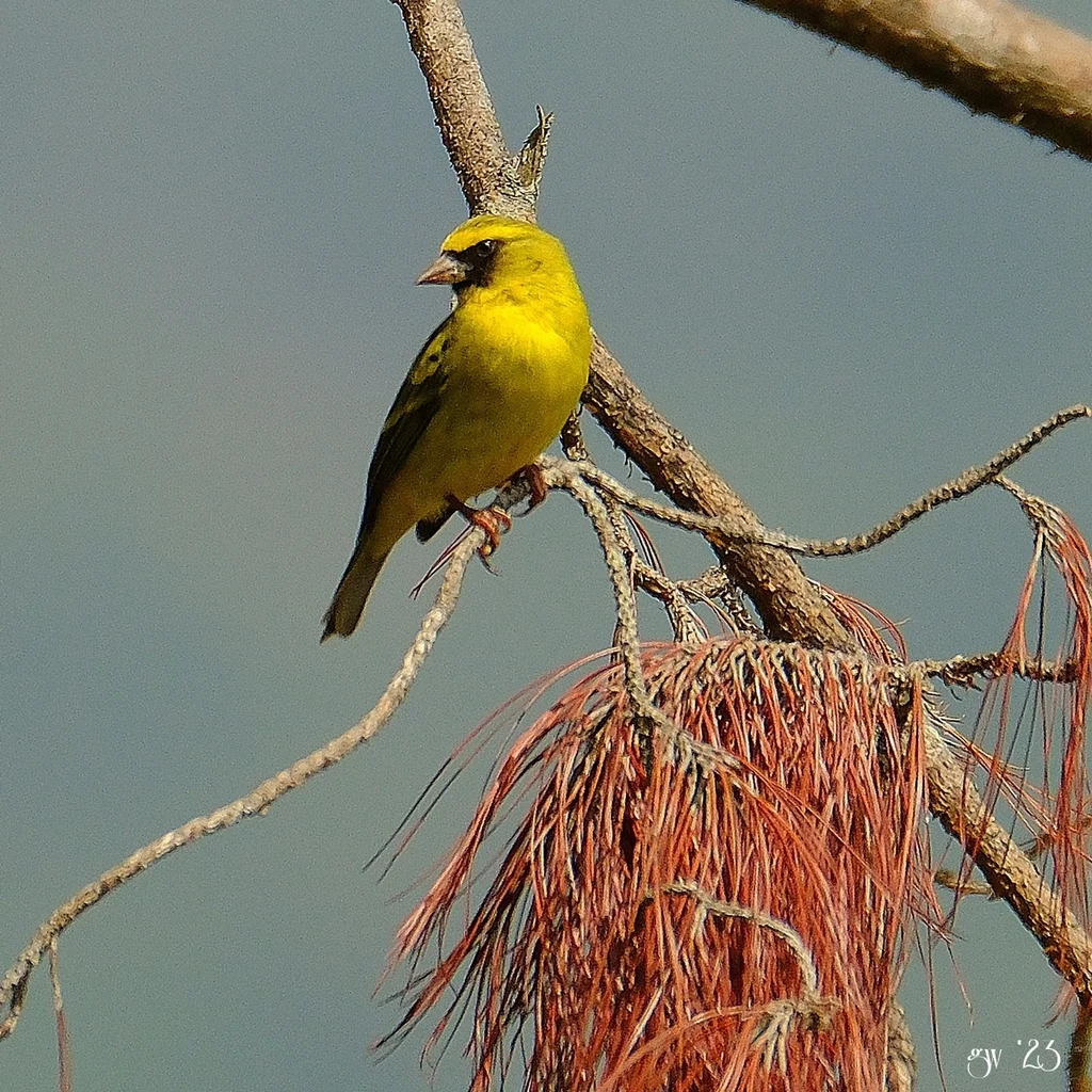 西部丝雀(Crithagra frontalis)