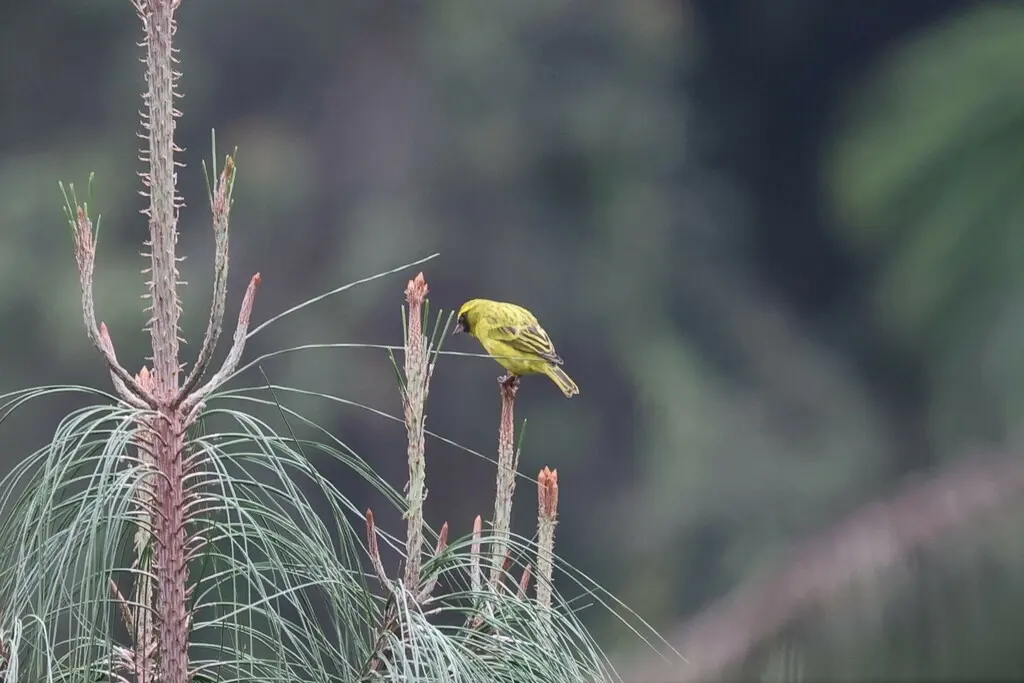 西部丝雀(Crithagra frontalis)