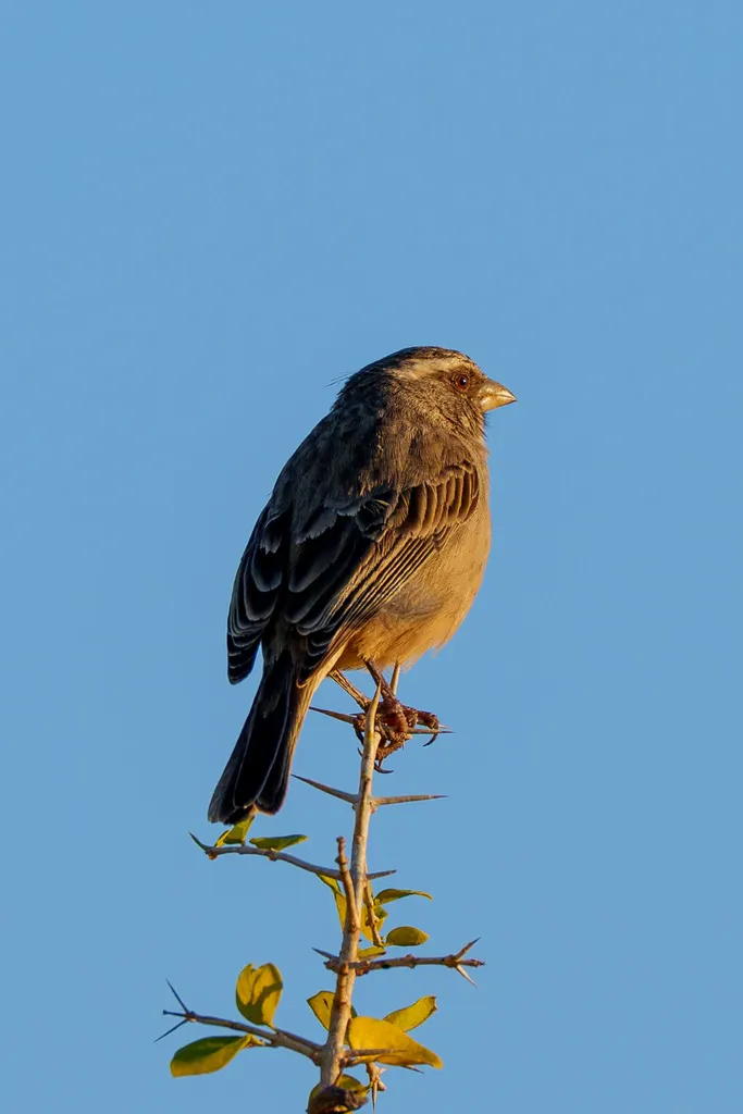 纹头丝雀(Crithagra gularis)