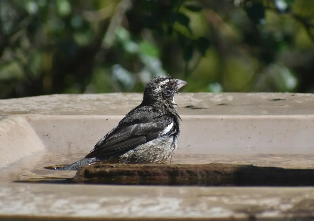 纹头丝雀(Crithagra gularis)