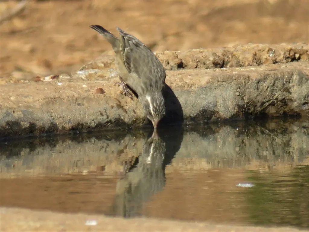 纹头丝雀(Crithagra gularis)