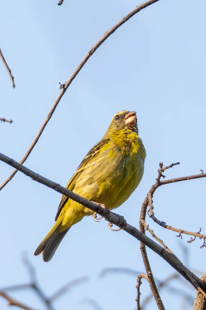 东非丝雀(Crithagra hyposticta)
