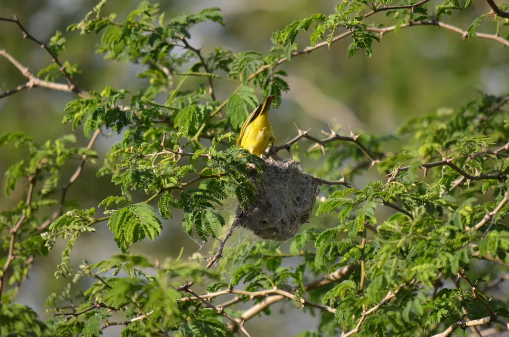 东非丝雀(Crithagra hyposticta)