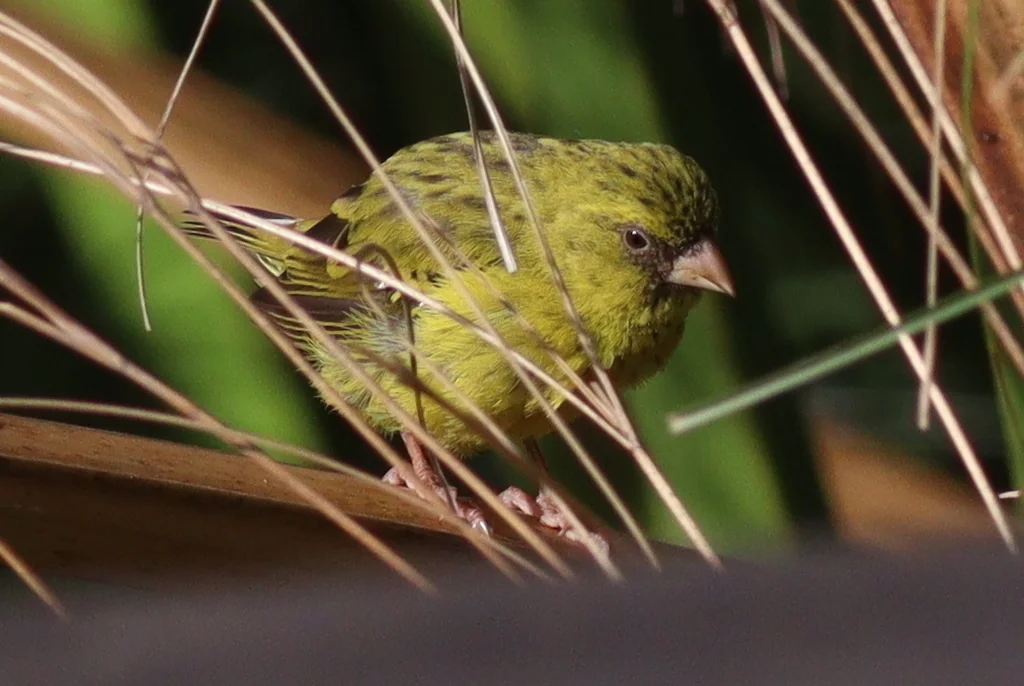乌干达丝雀(Crithagra koliensis)