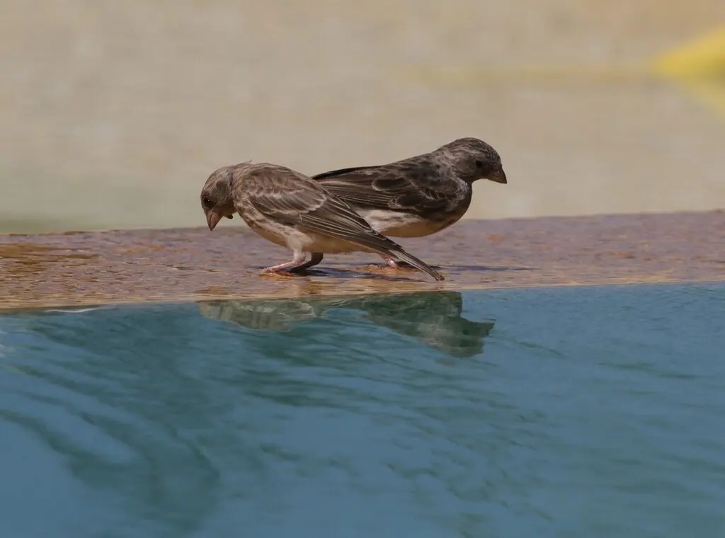 白腰丝雀(Crithagra leucopygia)