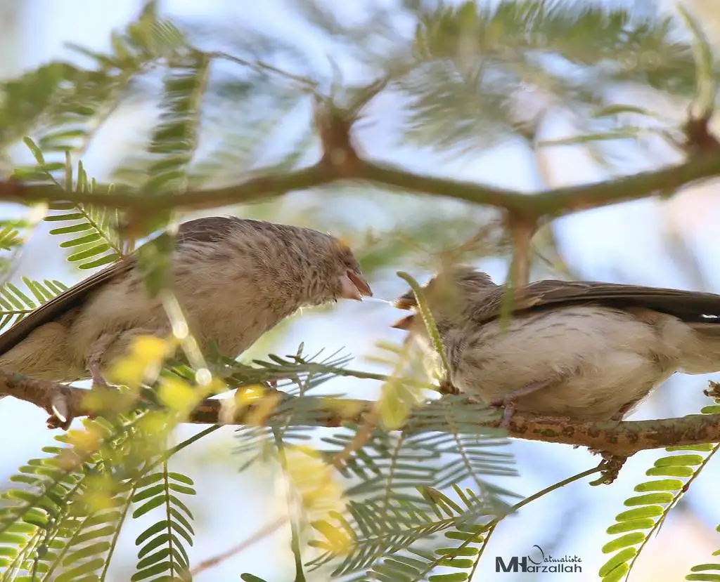 白腰丝雀(Crithagra leucopygia)