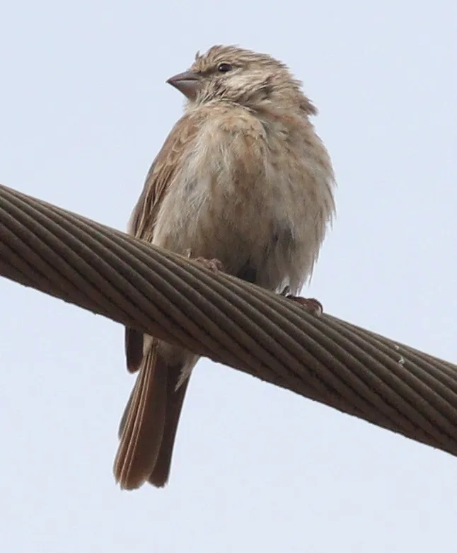 也门丝雀(Crithagra menachensis)