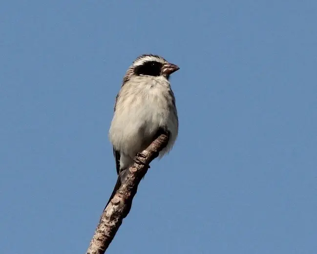 黑耳丝雀(Crithagra mennelli)