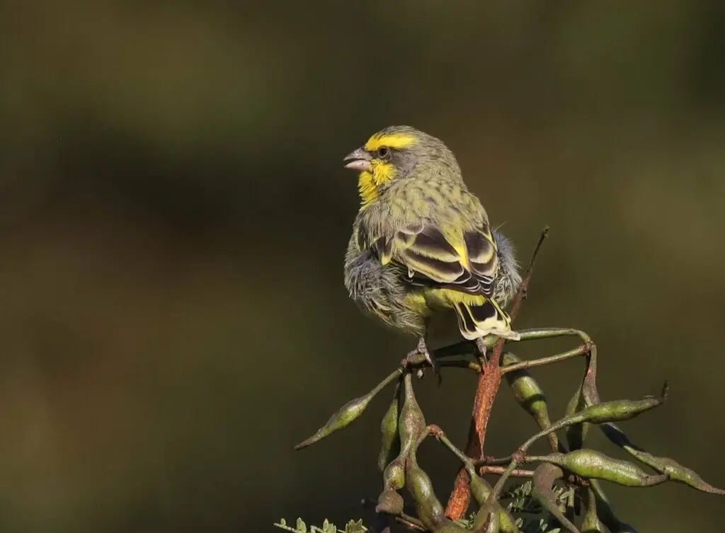 黄额丝雀(Crithagra mozambica)