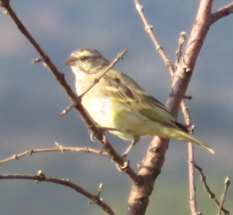 黄额丝雀(Crithagra mozambica)