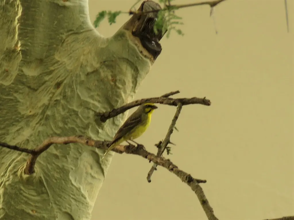 黄额丝雀(Crithagra mozambica)