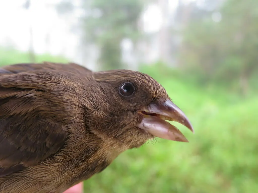 普林丝雀(Crithagra rufobrunnea)