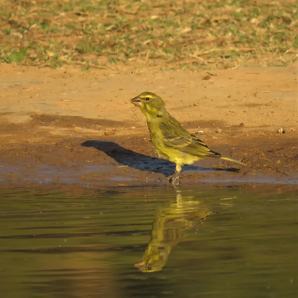 硫黄丝雀(Crithagra sulphurata)