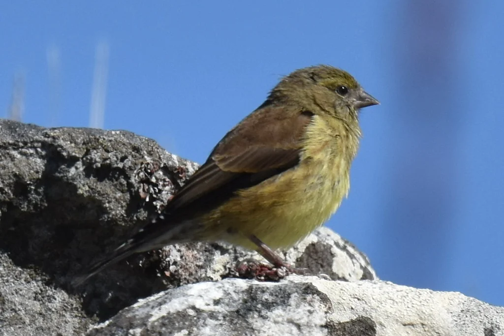 海角丝雀(Crithagra totta)