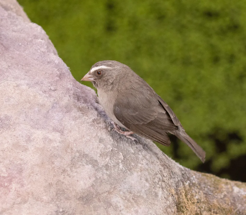 褐腰丝雀(Crithagra tristriata)