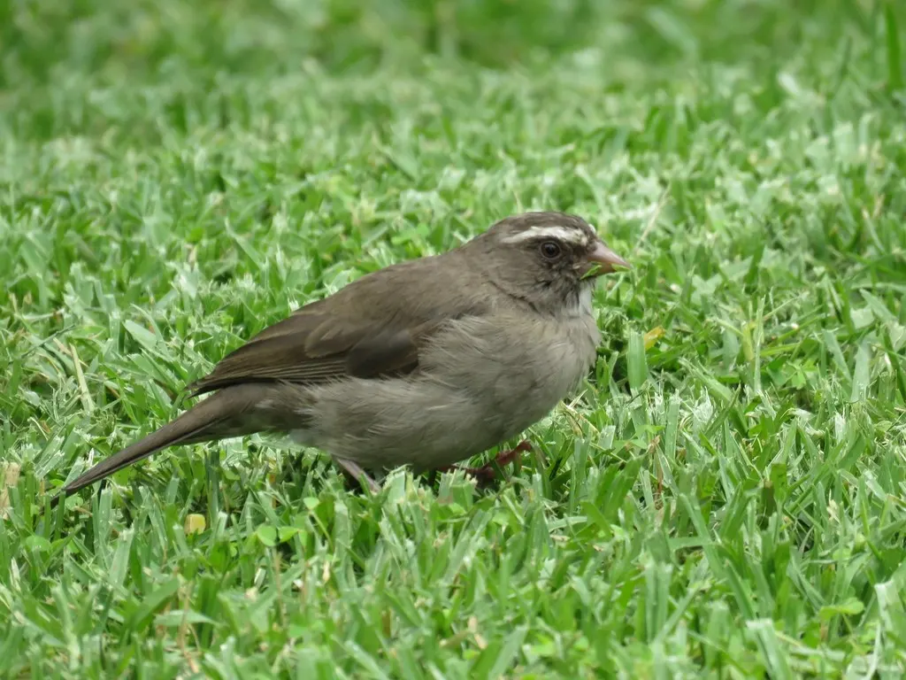 褐腰丝雀(Crithagra tristriata)