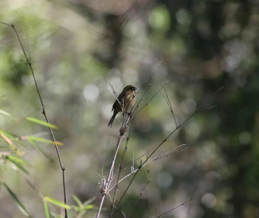 黄眉丝雀(Crithagra whytii)