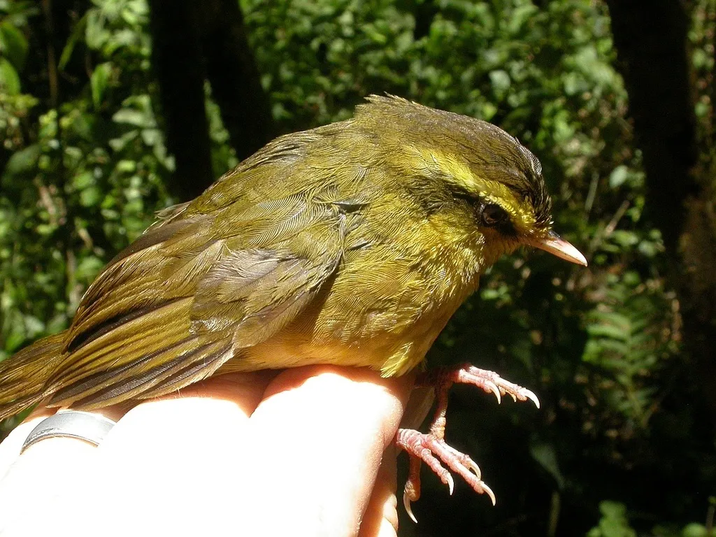 黄眉马岛莺(Crossleyia xanthophrys)