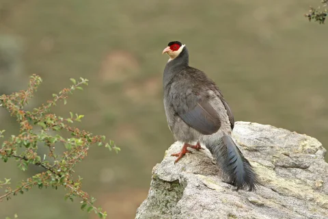 藏马鸡