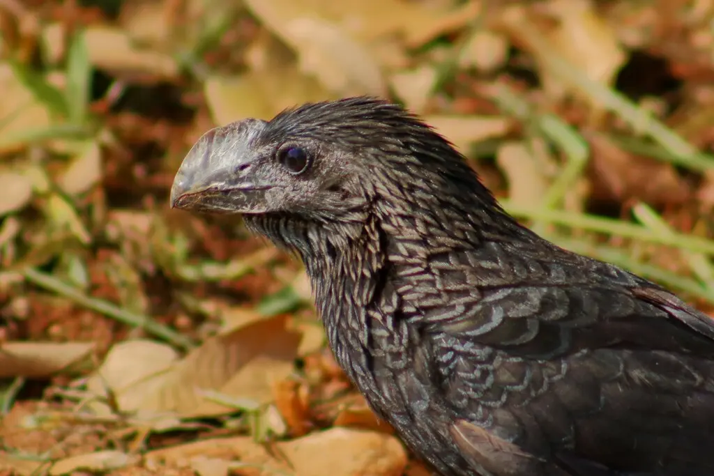 滑嘴犀鹃（Crotophaga ani）