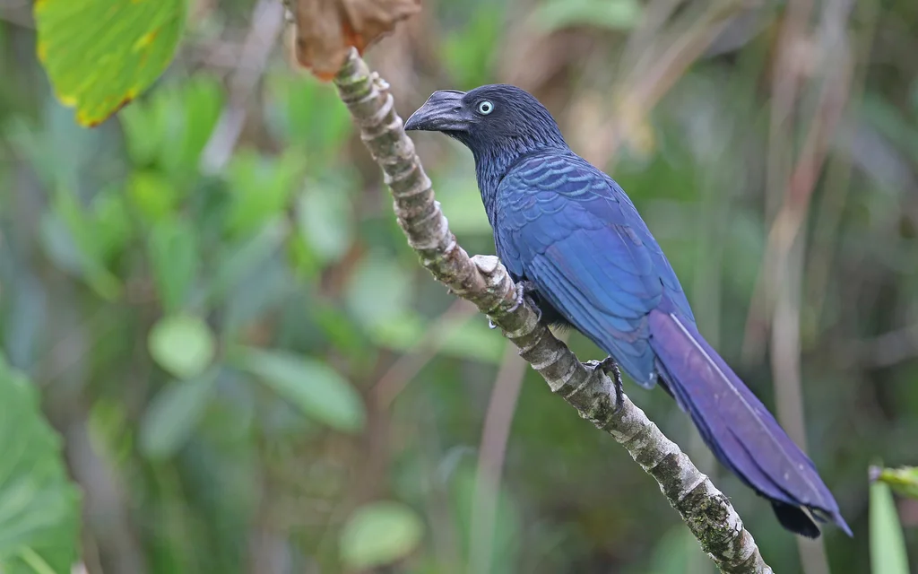大犀鹃(Crotophaga major)