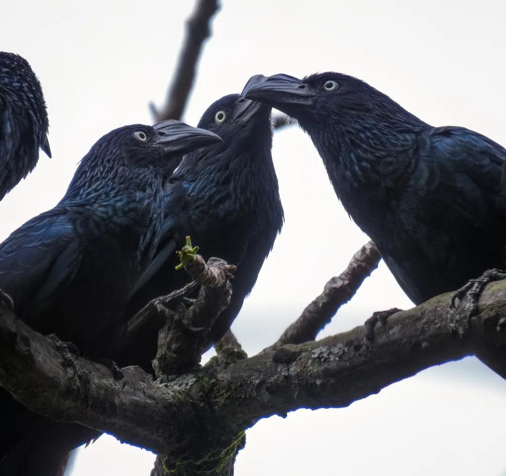 大犀鹃(Crotophaga major)