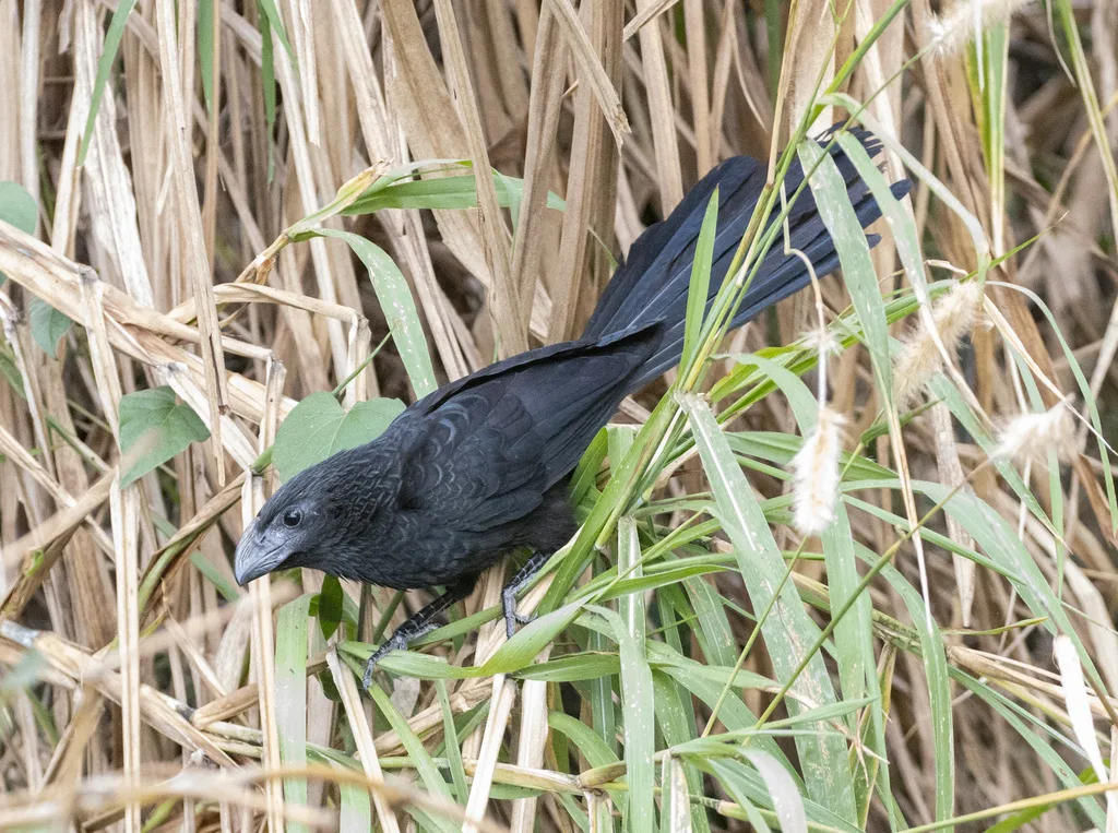 沟嘴犀鹃（Crotophaga sulcirostris）