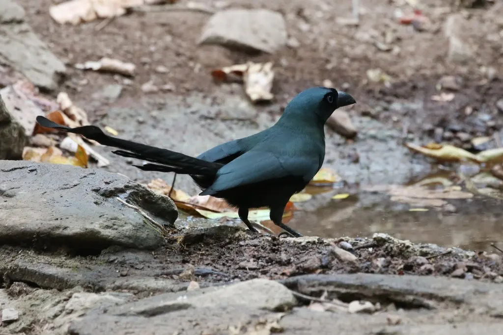 盘尾树鹊(Crypsirina temia)