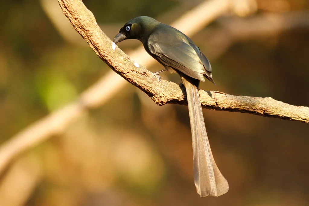 盘尾树鹊(Crypsirina temia)