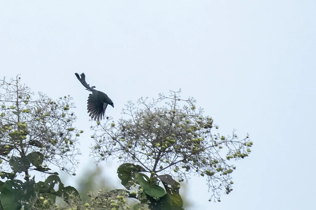 盘尾树鹊(Crypsirina temia)