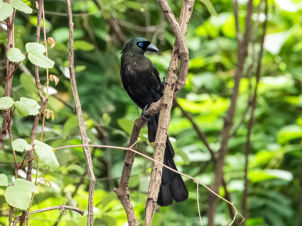 盘尾树鹊(Crypsirina temia)
