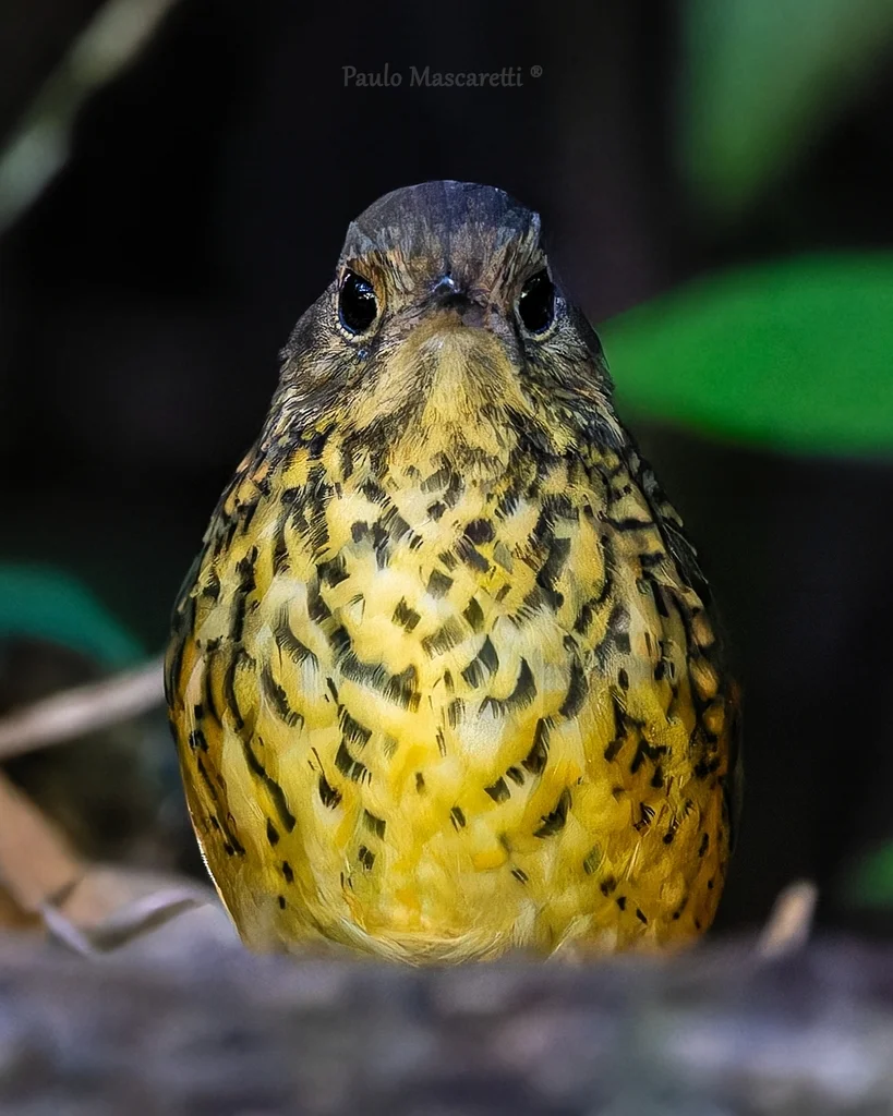 斑胸蚁鸫(Cryptopezus nattereri)