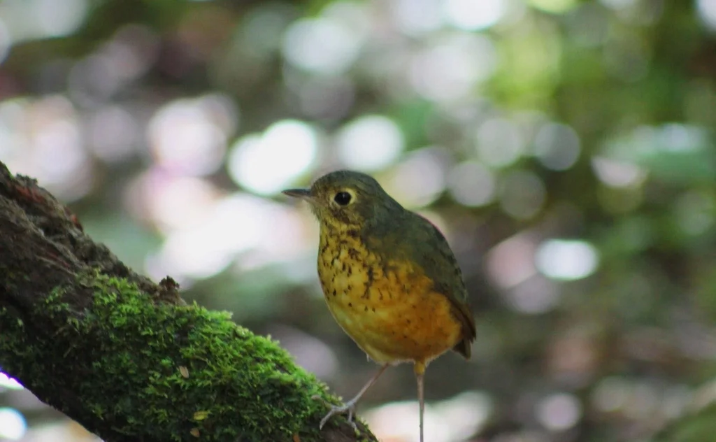 斑胸蚁鸫(Cryptopezus nattereri)