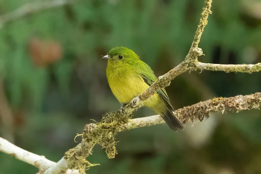 绿娇鹟(Cryptopipo holochlora)