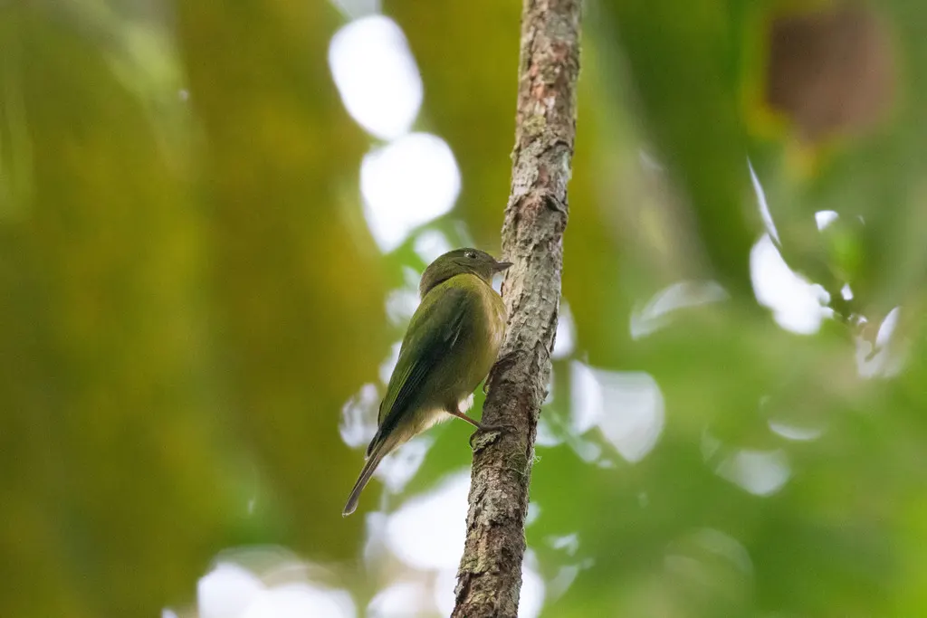 绿娇鹟(Cryptopipo holochlora)