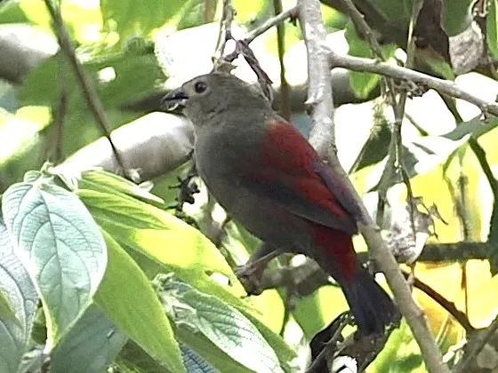 红脸朱翅雀(Cryptospiza reichenovii)