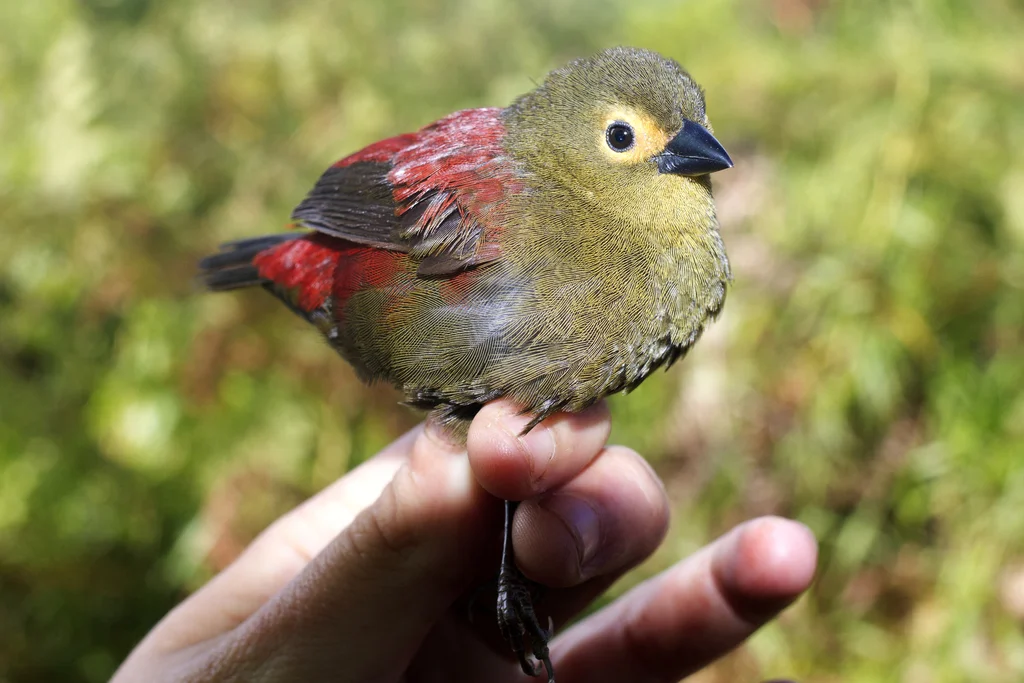红脸朱翅雀(Cryptospiza reichenovii)