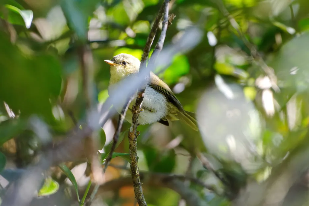 隐马岛莺（Cryptosylvicola randrianasoloi）