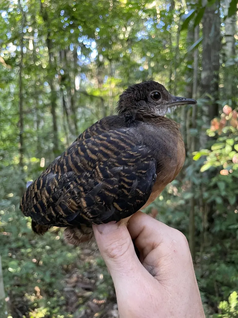 巴氏穴䳍(Crypturellus bartletti)