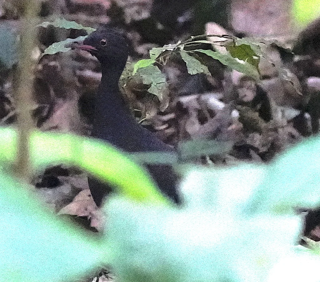 伯氏穴䳍(Crypturellus berlepschi)
