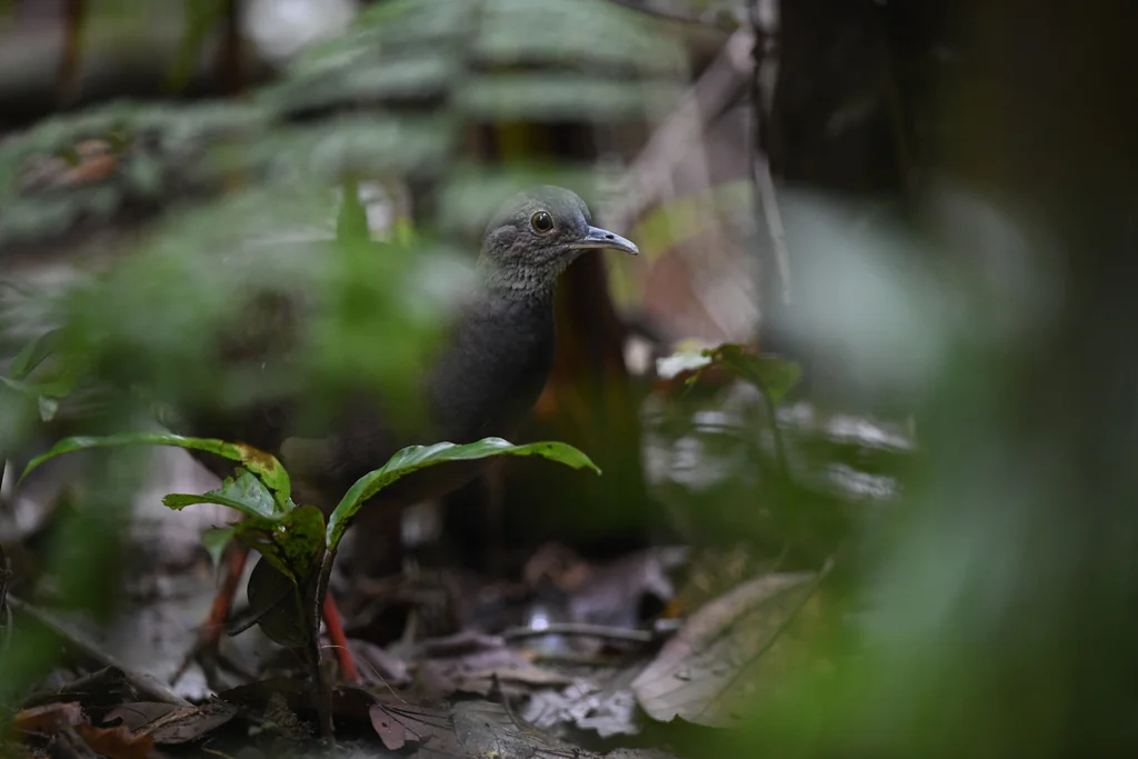 灰胸穴䳍(Crypturellus boucardi)